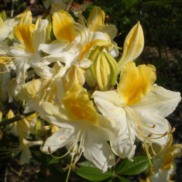 Azalea ''Northern Hi-Light'', la ghiveci