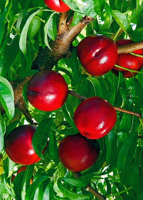 Pomi Fructiferi - Nectarin - Honey Flame - Anul 2 - 1 buc