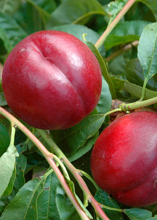 Pomi Fructiferi - Nectarin - Honey Flame - Anul 2 - 1 buc