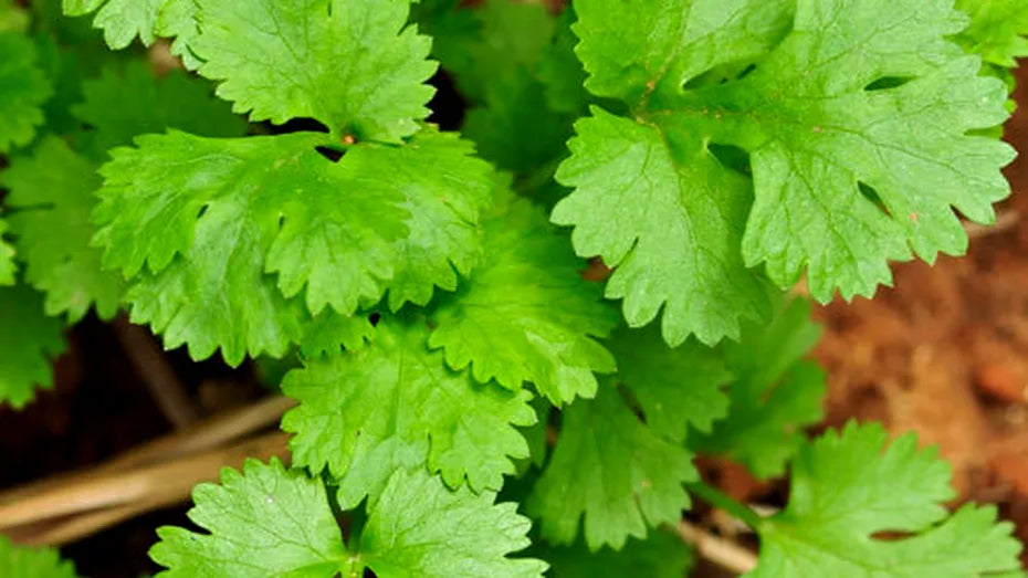 Seminte de Coriandru