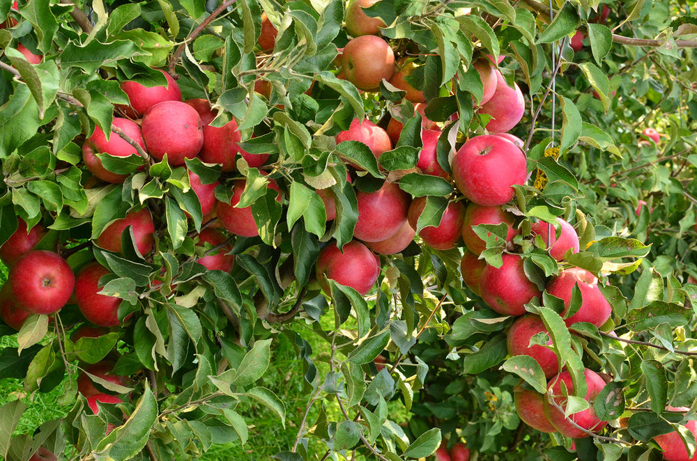 Pomi Fructiferi - Mar - Idared - Anul 2 - 1 buc