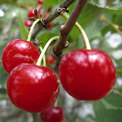 Pomi Fructiferi - Visin - Ilva - Anul 2 - 1 buc