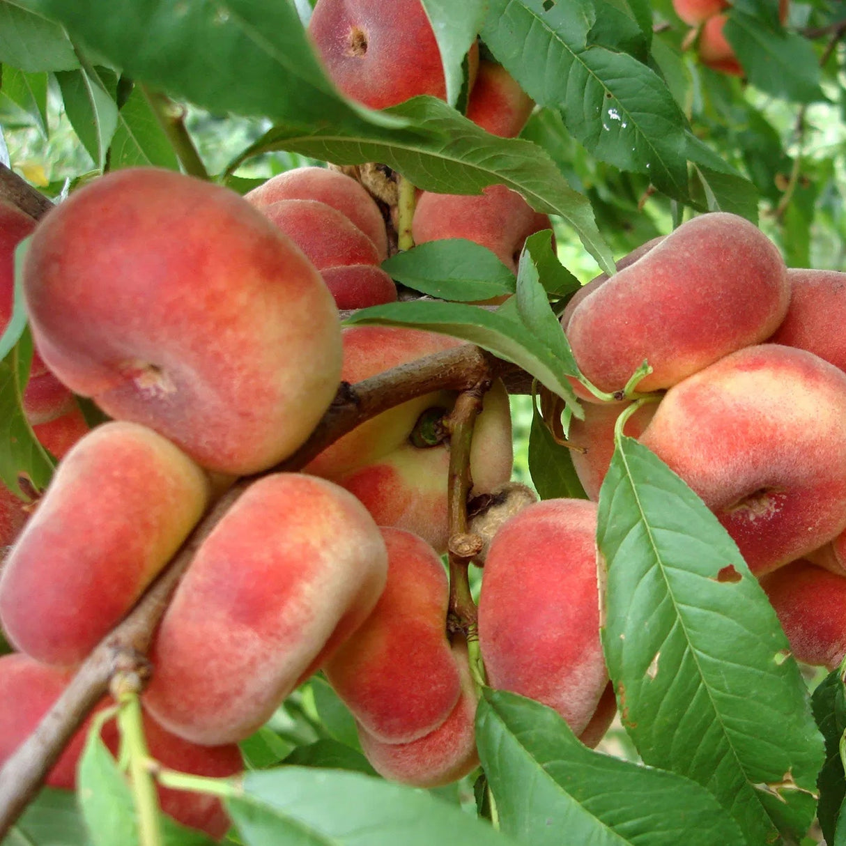 Pomi Fructiferi - Piersic - Paraguay Plat - Anul 3 - 1 buc