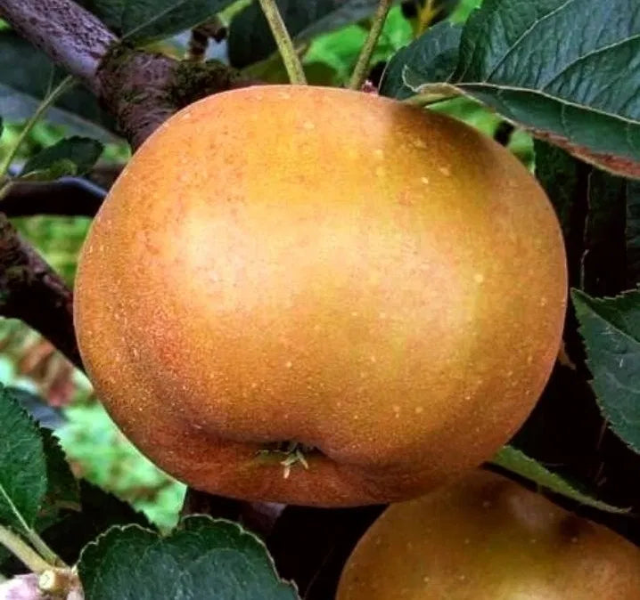 Pomi Fructiferi - Mar - Renet de Canada - Anul 3 - 1 buc