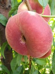 Pomi Fructiferi - Piersic - Alex - Anul 2 - 1 buc