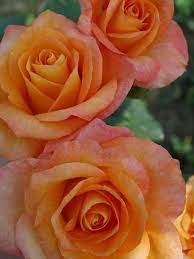 Trandafiri Butasi Teahibrizi - Remy Martin - 1 buc