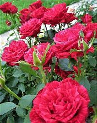 Trandafiri Butasi Teahibrizi - Red Intuition - 1 buc