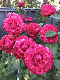 Trandafiri Butasi Teahibrizi - Red Intuition - 1 buc