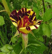 Trandafiri Butasi Teahibrizi - Hocus-Pocus - 1 buc