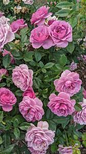 Trandafiri Butasi Teahibrizi - Lavanda - 1 buc