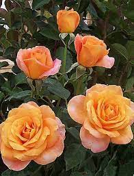 Trandafiri Butasi Teahibrizi - Remy Martin - 1 buc