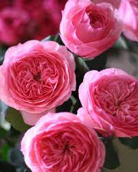 Trandafiri Butasi Teahibrizi - Maria Theresa - 1 buc