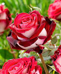 Trandafiri Butasi Teahibrizi - Osiria - 1 buc