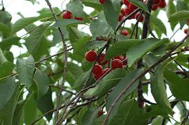 Pomi Fructiferi - Visin - Hibrid de Voluntari - Anul 2 - 1 buc