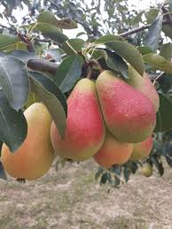 Pomi Fructiferi - Par - Kirghiza - Anul 2 - 1 buc