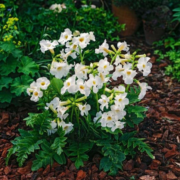 Gloxinia Bulbi de Gradina - Incarvillea - Snowtop - Ghiveci