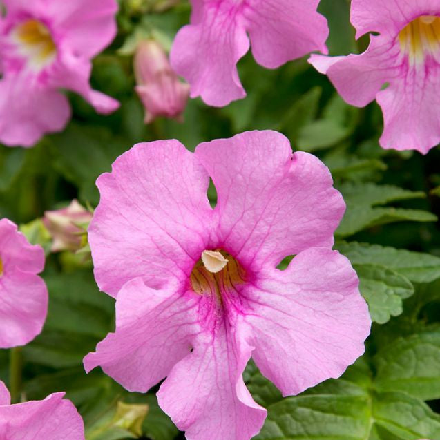 Gloxinia Bulbi de Gradina - Incarvillea Pink - Ghiveci