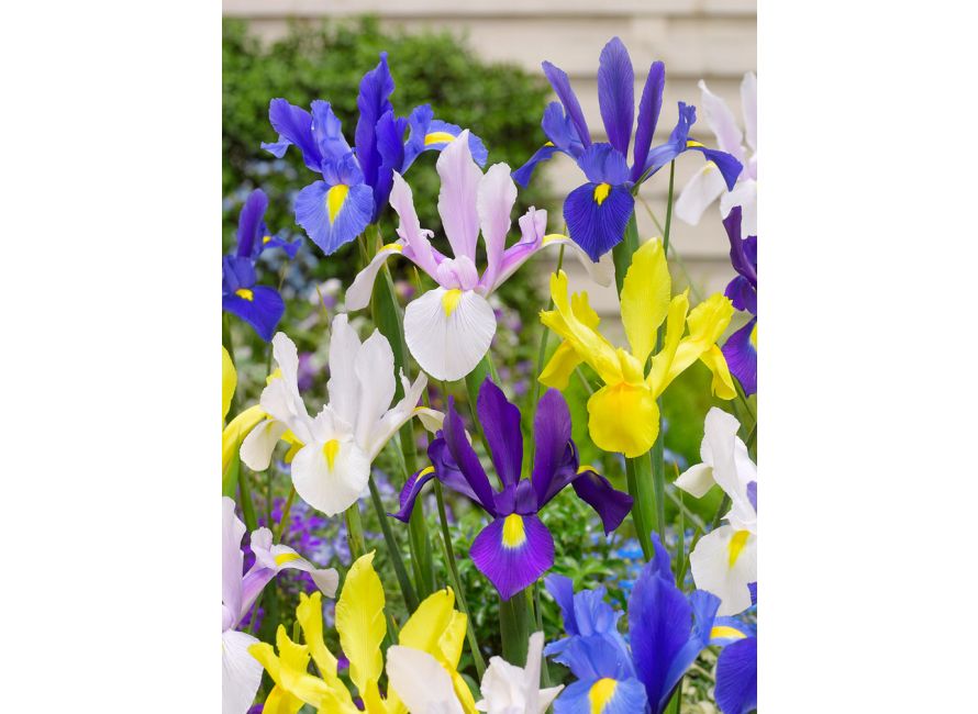 Bulbi Iris Mixt - 3 buc