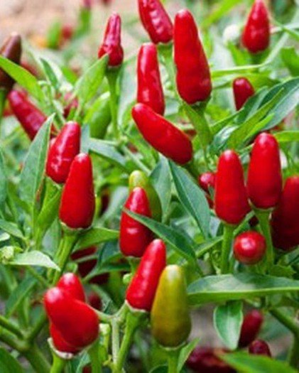 Seminte de Ardei Iute "Jalapeno", 0.7 gr