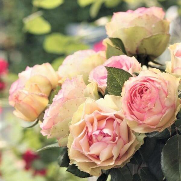 Trandafiri Butasi Teahibrizi - Jalitah - 1 buc