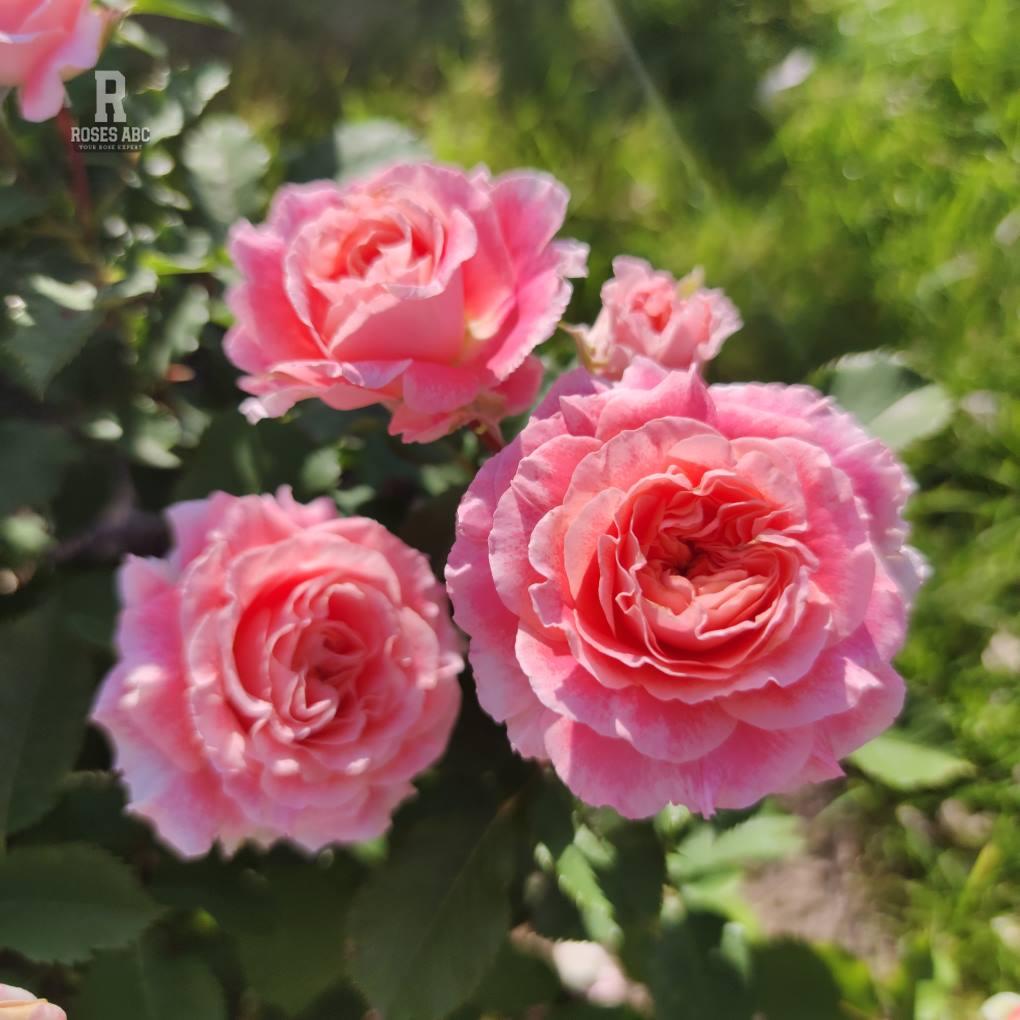 Trandafiri Butasi - Teahibrizi - Jeff L'Artiste - 1 buc