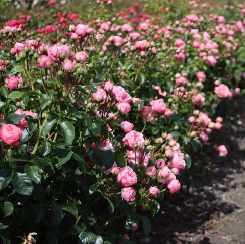 Trandafiri Butasi Teahibrizi - Lovely Rokoko - 1 buc