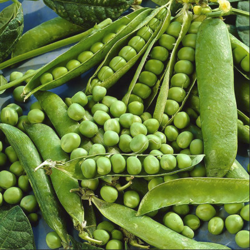 Seminte de Mazare "Kelvedon Wonder", 100g