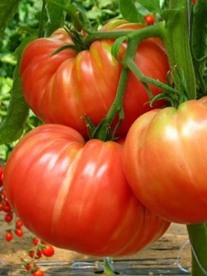 Seminte de Rosii Hibrid "Homestead Kilotto", 0.3 gr