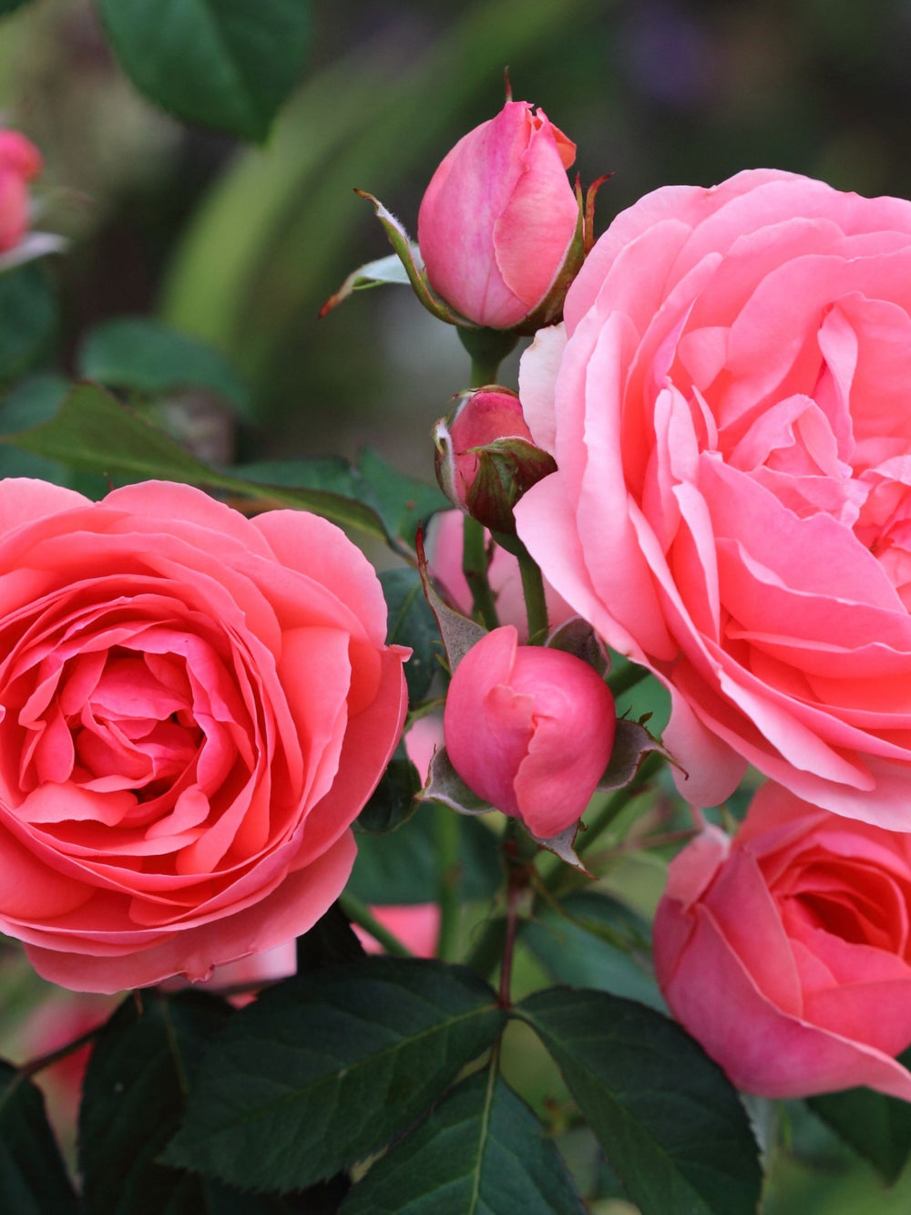 Trandafiri Butasi Teahibrizi - Kimono - 1 buc