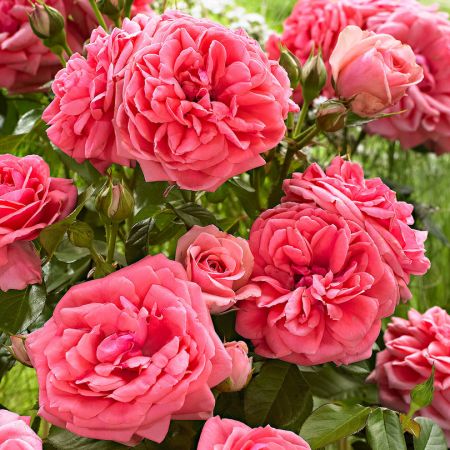 Trandafiri Butasi Teahibrizi - Kimono - 1 buc