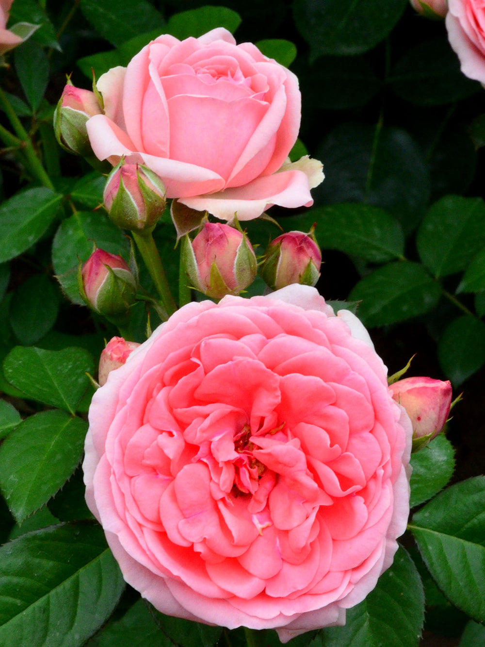 Trandafiri Butasi Teahibrizi - Kimono - 1 buc