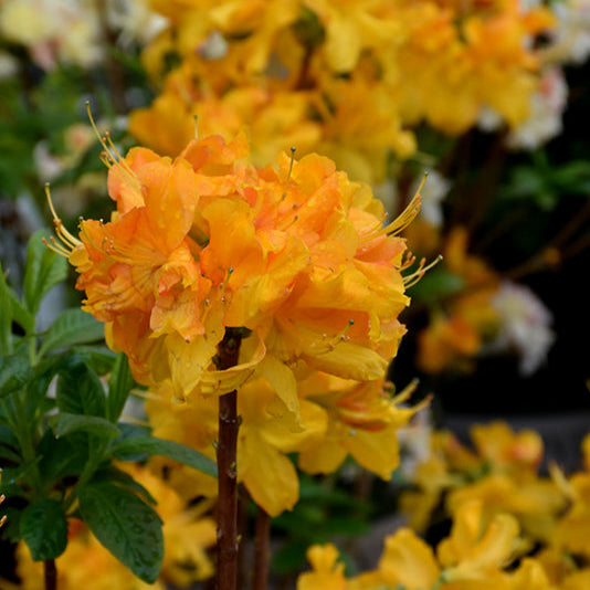 Azalea ''Klondyke'', la ghiveci