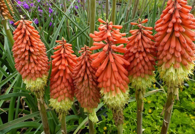Bulbi de Kniphofia "Royal Standard", Crinul Faclie, 1 Bucata la ghiveci