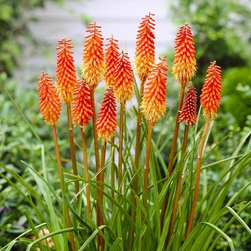 Bulbi de Kniphofia "Alcazar", Crinul Faclie, 1 Bucata la ghiveci