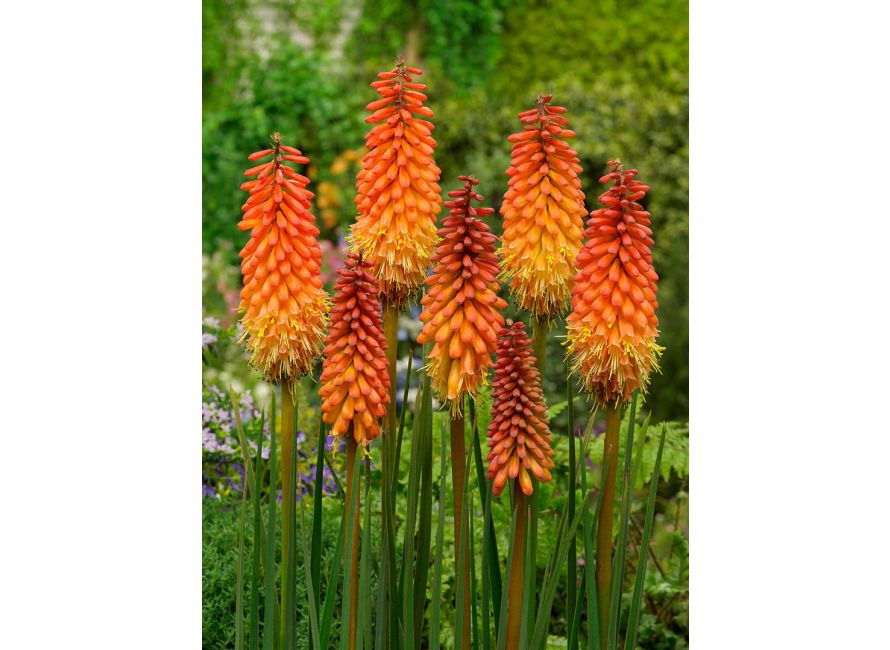 Bulbi de Kniphofia "Alcazar", Crinul Faclie, 1 Bucata la ghiveci