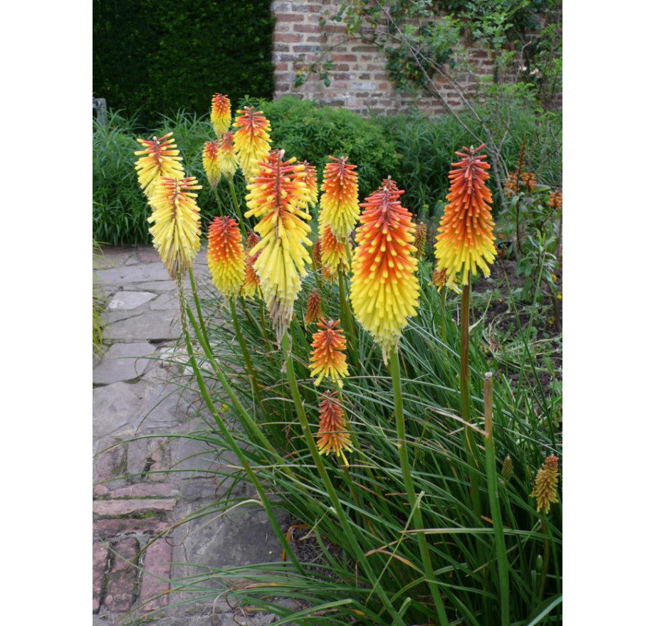 Bulbi de Kniphofia "Royal Standard", Crinul Faclie, 1 Bucata la ghiveci