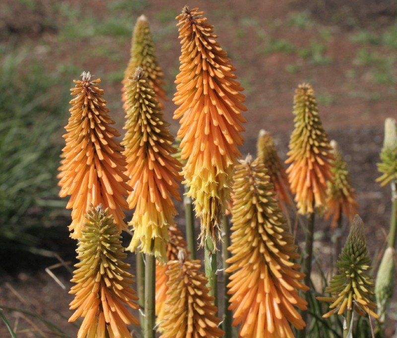 Bulbi de Kniphofia "Apricot Yellow", Crinul Faclie, 1 Bucata la ghiveci