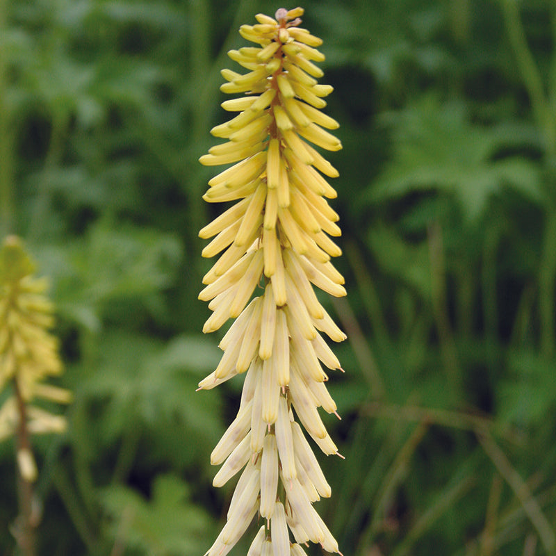 Bulbi de Kniphofia "Little Maid", Crinul Faclie, 1 Bucata la ghiveci