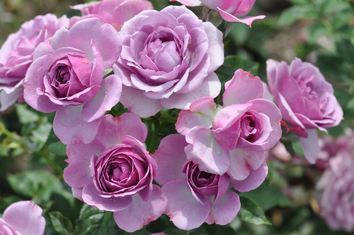 Trandafiri Butasi Teahibrizi - Lavanda - 1 buc