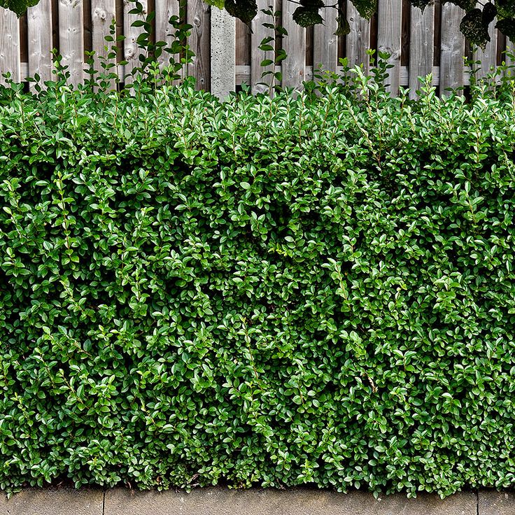 Ligustrum Vulgare (Lemn cainesc-gard viu), la ghiveci P9