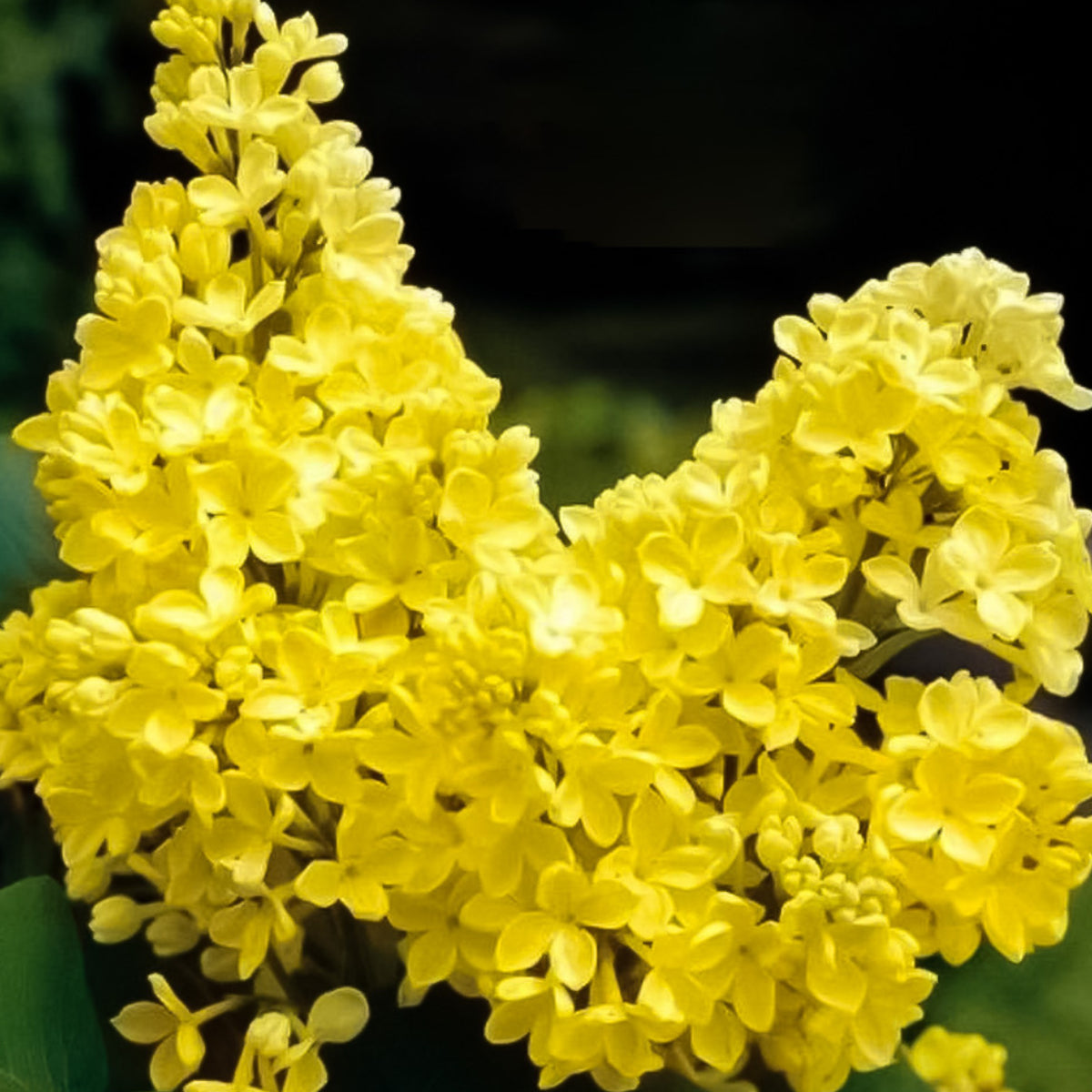 Syringa Vulgaris Yellow (Liliac Galben), la ghiveci