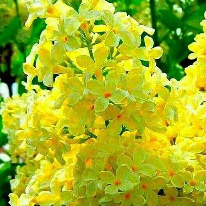 Syringa Vulgaris Yellow (Liliac Galben), la ghiveci