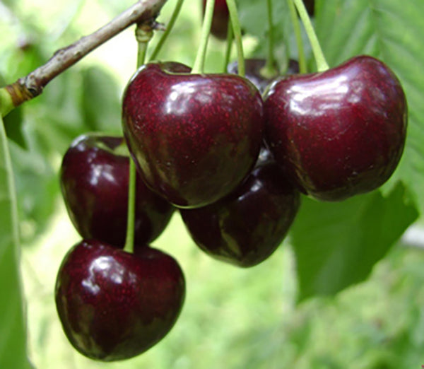 Pomi Fructiferi - Cires - Rubin - Anul 2 - 1 buc