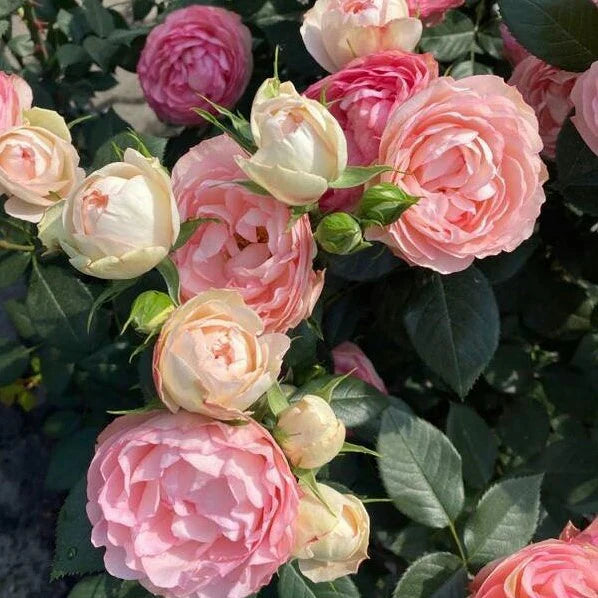 Trandafiri Butasi Teahibrizi - Lovely Rokoko - 1 buc