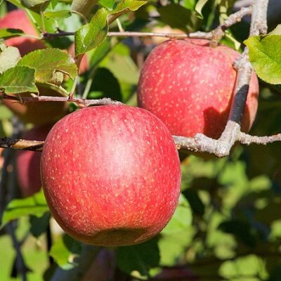 Pomi Fructiferi - Mar - Fuji - Anul 2 - 1 buc