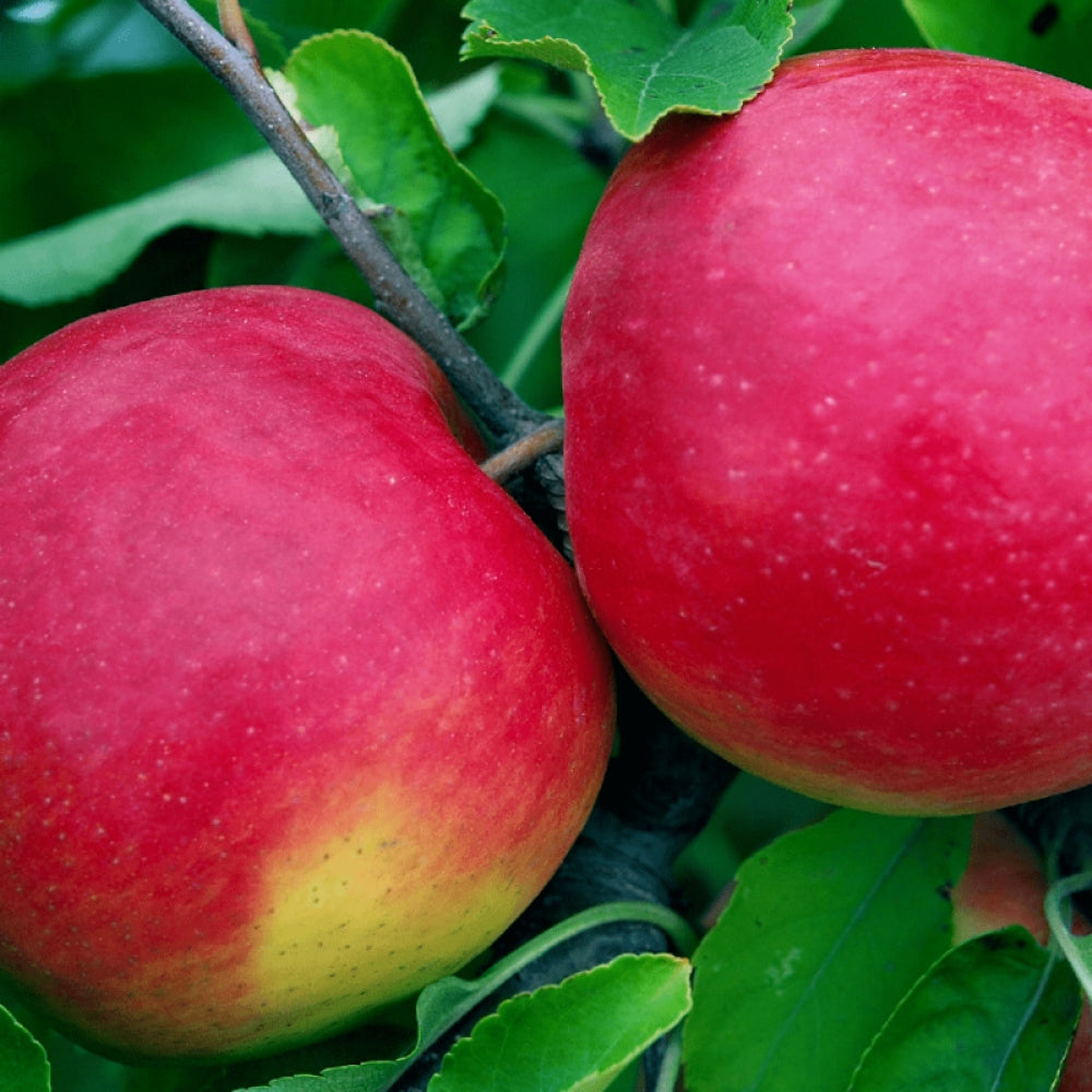 Pomi Fructiferi - Mar - Fuji - Anul 2 - 1 buc