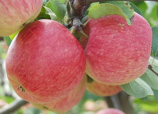 Pomi Fructiferi - Mar - Generos - Anul 2 - 1 buc