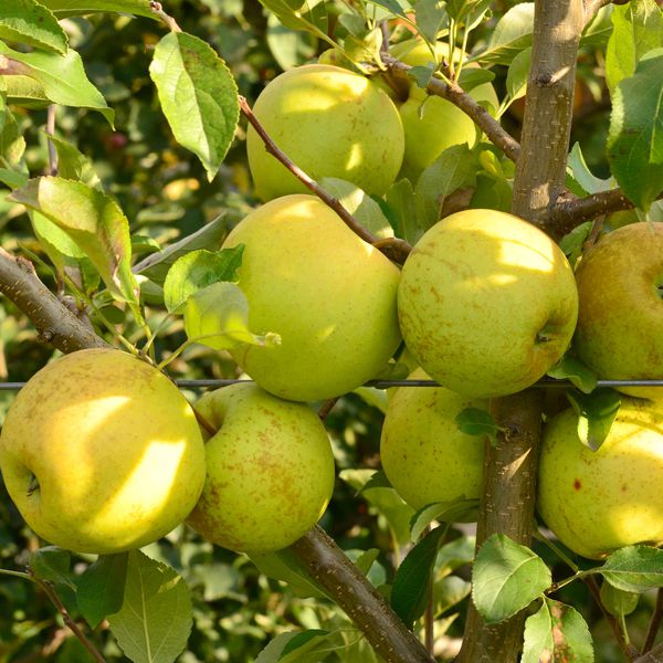 Pomi Fructiferi - Mar Golden Spur - Anul 2 - 1 buc