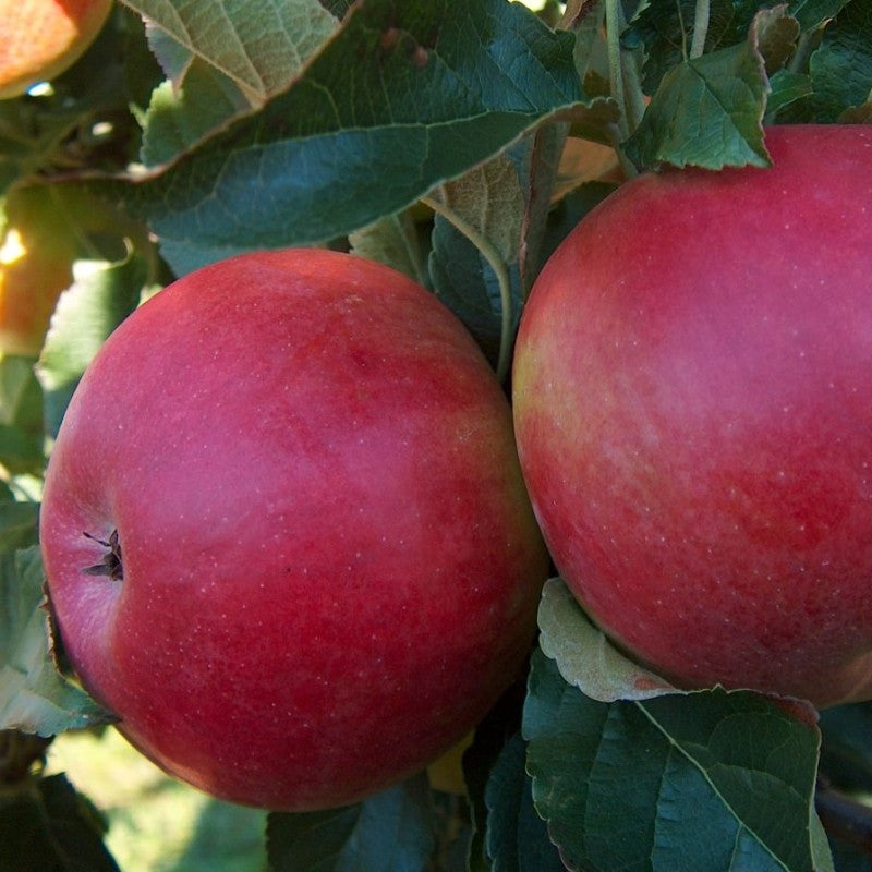 Pomi Fructiferi - Mar - Idared - Anul 2 - 1 buc