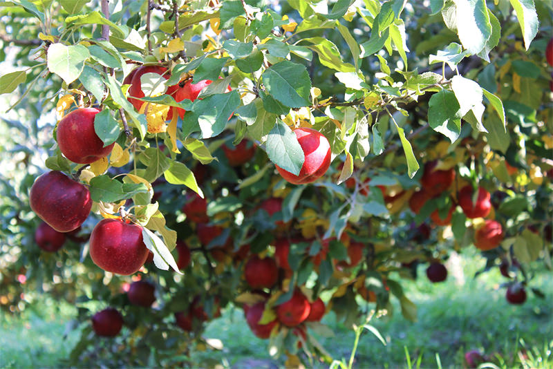 Pomi Fructiferi - Mar - Jonathan - Anul 2 - 1 buc